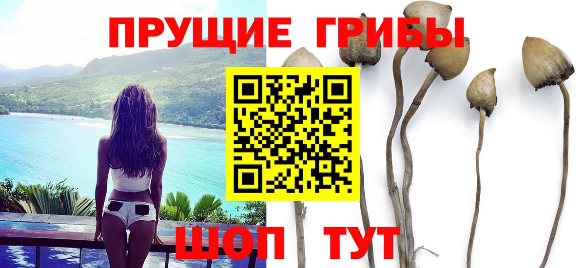 Псилоцибиновые грибы MAGIC MUSHROOMS  Вход с VPN  Мурманск  Псилоцибиновые грибы GOLDEN TEACHER 